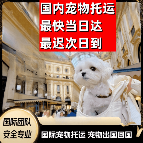 阿里地区到澳大利亚（澳洲）宠物入境规定和要求